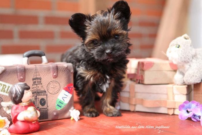 Antonia Katharina Tessnow aus dem Alten Jagdhaus Bolonka Zwetna Zucht