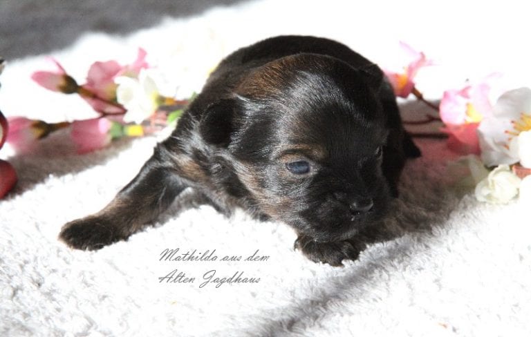 Antonia Katharina Tessnow aus dem Alten Jagdhaus Bolonka Zwetna Zucht