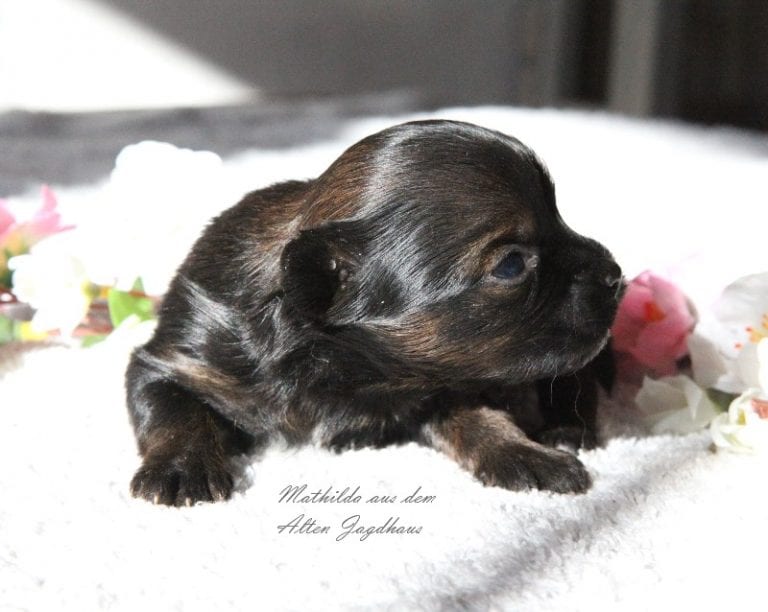 Antonia Katharina Tessnow aus dem Alten Jagdhaus Bolonka Zwetna Zucht