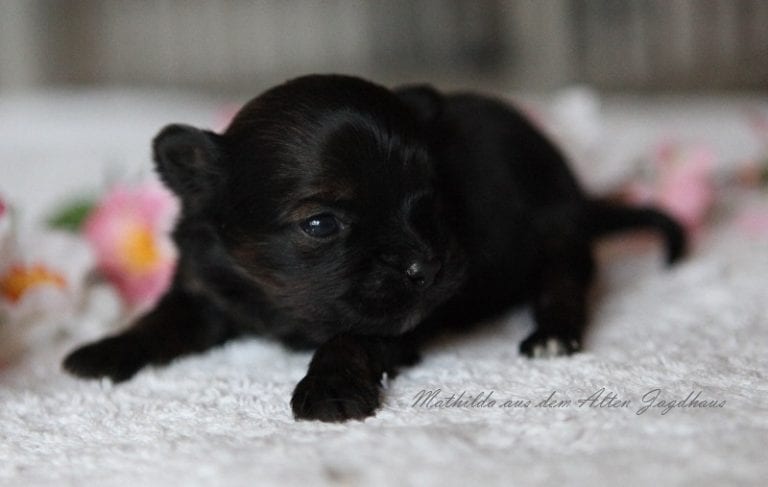 Antonia Katharina Tessnow aus dem Alten Jagdhaus Bolonka Zwetna Zucht