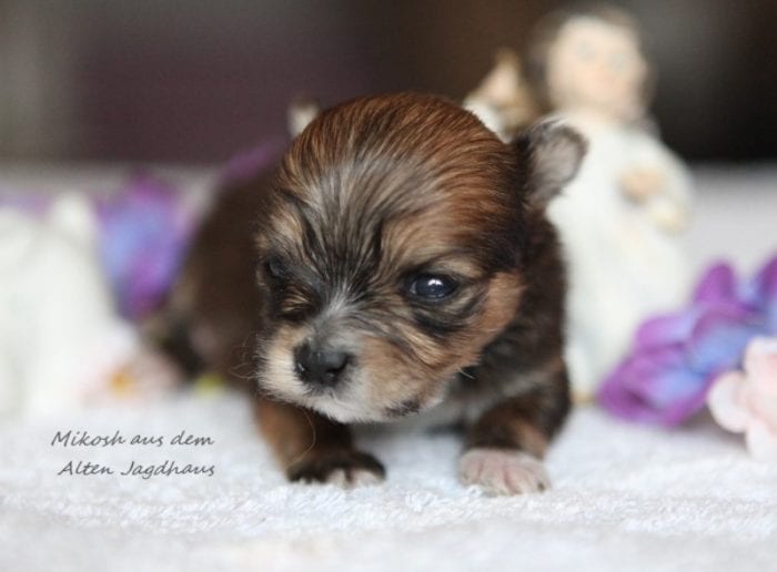 Antonia Katharina Tessnow aus dem Alten Jagdhaus Bolonka Zwetna Zucht