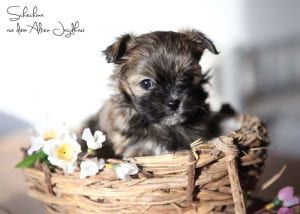 Bolonka Zwetna Diese Hunde Sind Wahre Herzensbrecher