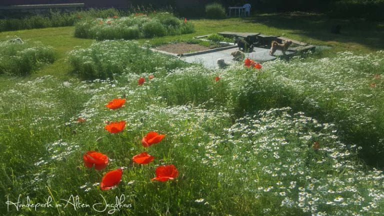 Wichtige Hinweise beim Welpenkauf Bolonka Zwetna Zucht