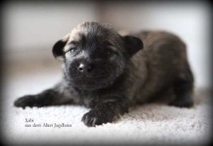 Antonia Katharina Tessnow Bolonka Zwetna Bolonka Welpen Bolonka Welt Bolonka Preis Bolonka Hamburg Bolonka kaufen Tierkommunikation Heilbehandlungen Hunde Xantos 4