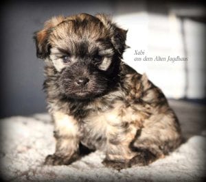 Antonia Katharina Tessnow Bolonka Zwetna Bolonka Welpen Bolonka Welt Bolonka Preis Bolonka Hamburg Bolonka kaufen Tierkommunikation Heilbehandlungen Hunde Xantos Xabi 8