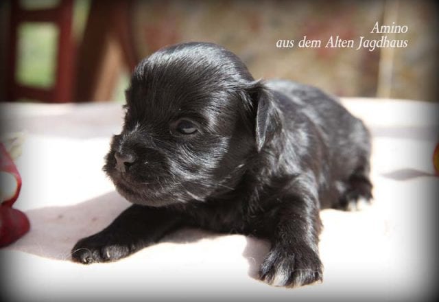 Antonia Katharina Tessnow Bolonka Zwetna Aus Dem Alten Jagdhaus Hundezucht Mecklenburg Berlin Hamburg Schleswig Holstein Welpen Kaufen Zucht Zuchter Olivia Klarchen 81 Bolonka Zwetna Zucht