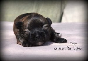 Hundewelpe