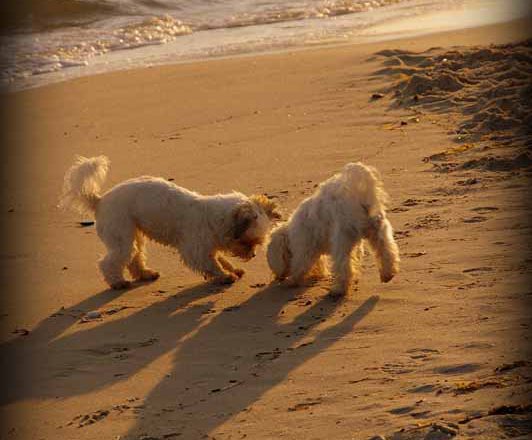 Alter Speicher in Greifswald – Urlaub mit Hunden am Meer