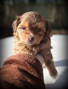 Telefonische Beratungszeit 15h - 16:30h Donnerstags