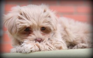 Telefonische Beratungszeit 15h - 16:30h Montags